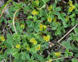 Sibbaldia procumbens