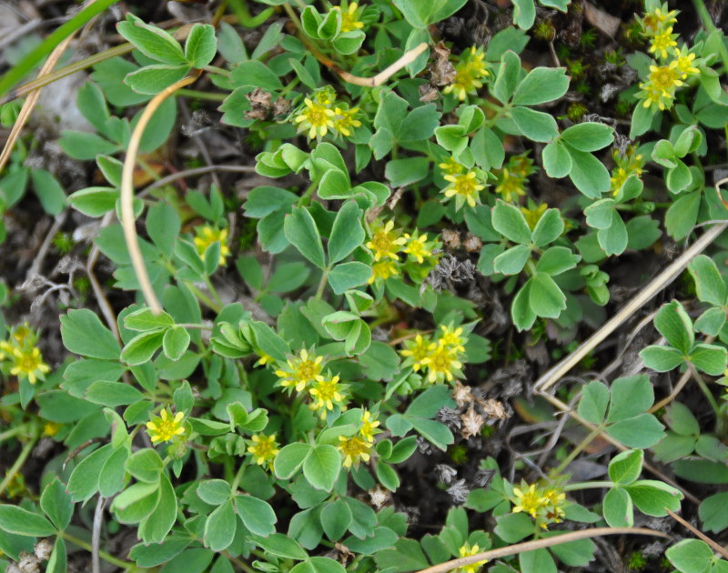 Image of Sibbaldia procumbens specimen.
