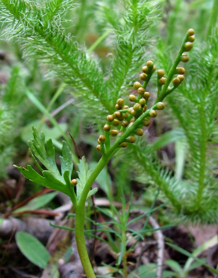 Изображение особи Botrychium lanceolatum.