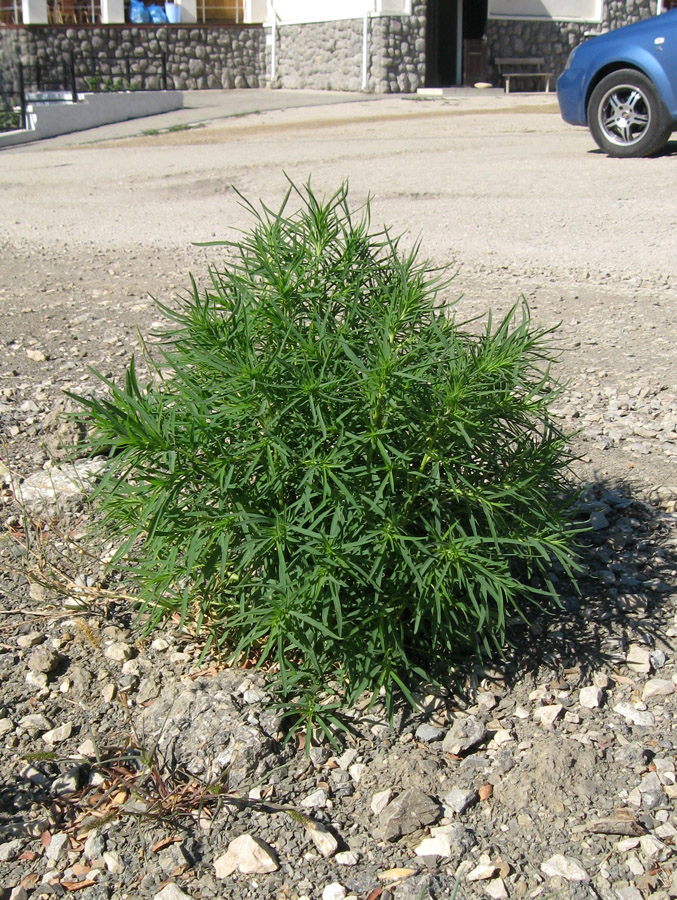 Image of Bassia scoparia f. trichophylla specimen.