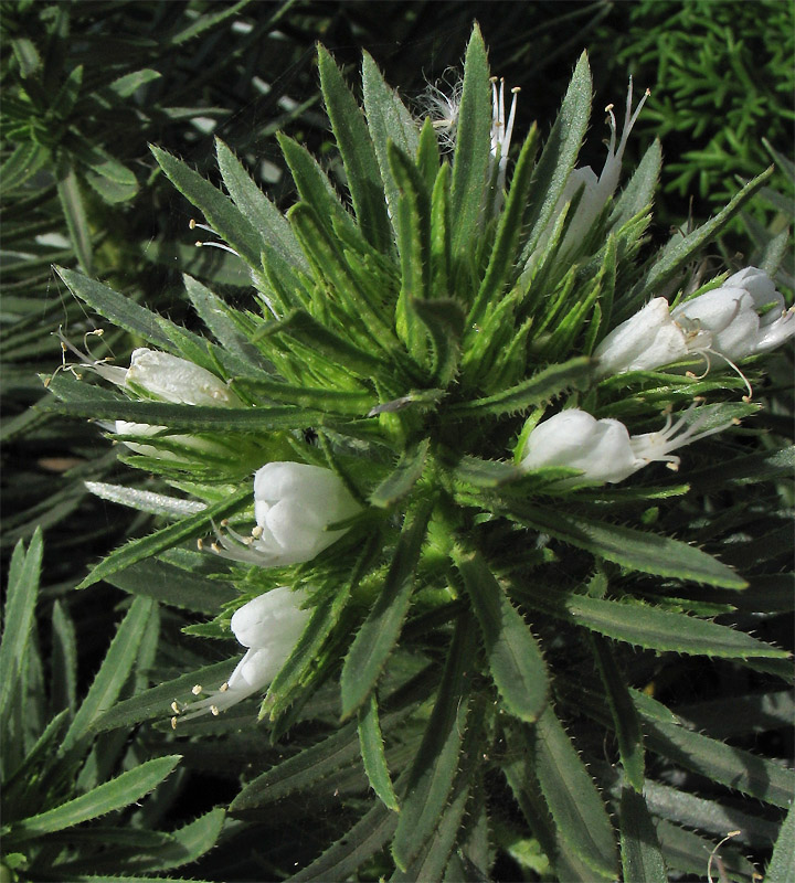 Изображение особи Echium aculeatum.
