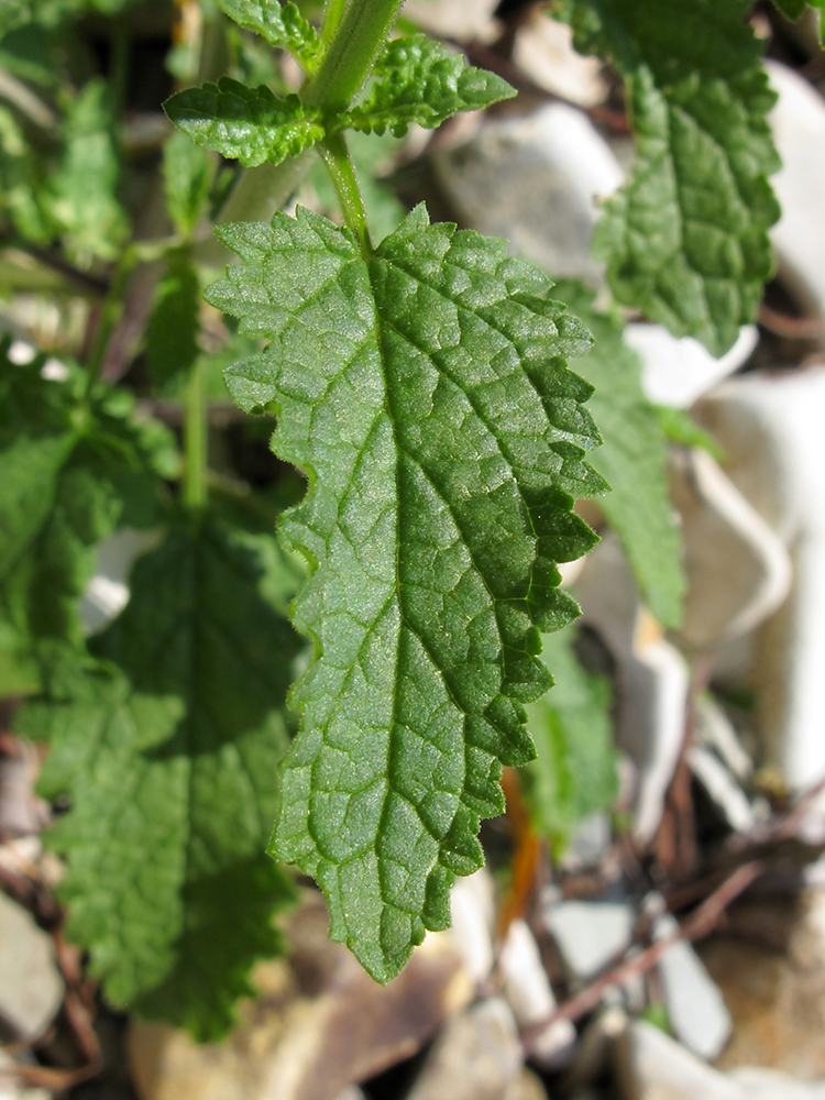 Image of Scrophularia scopolii specimen.