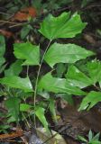 Caryota mitis. Молодое растение. Таиланд, национальный парк Си Пханг-нга. 20.06.2013.