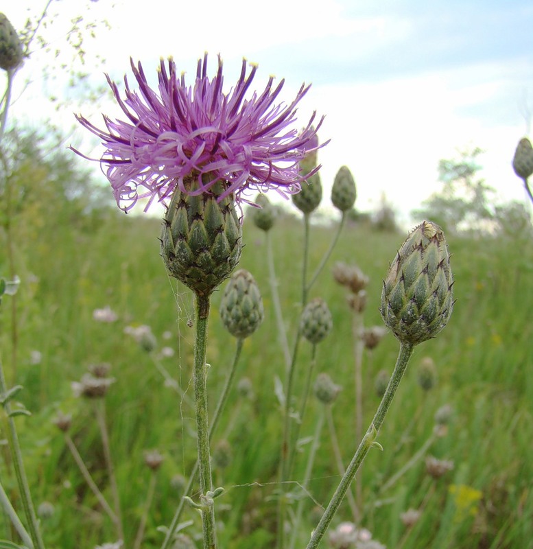 Изображение особи Centaurea adpressa.