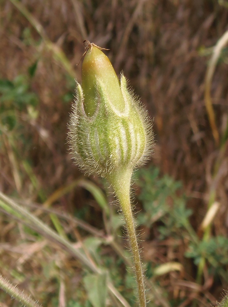 Image of Melandrium album specimen.