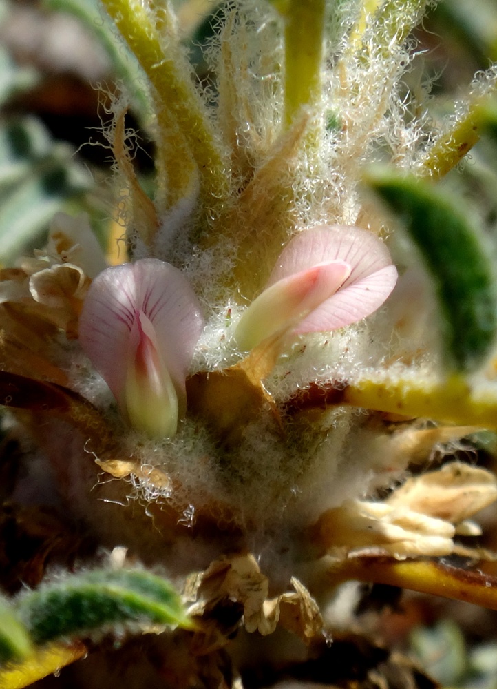 Image of Astragalus denudatus specimen.