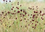 Sanguisorba officinalis. Верхушки цветущих растений. Кольский п-ов, Терский берег Белого моря, приморский луг. 08.08.2013.