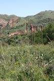 Eremurus regelii