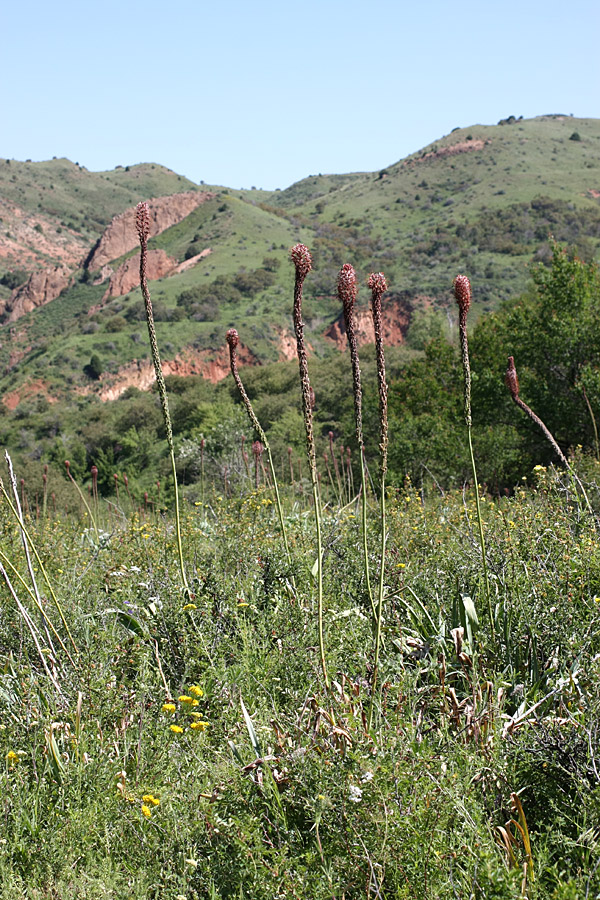 Image of Eremurus regelii specimen.