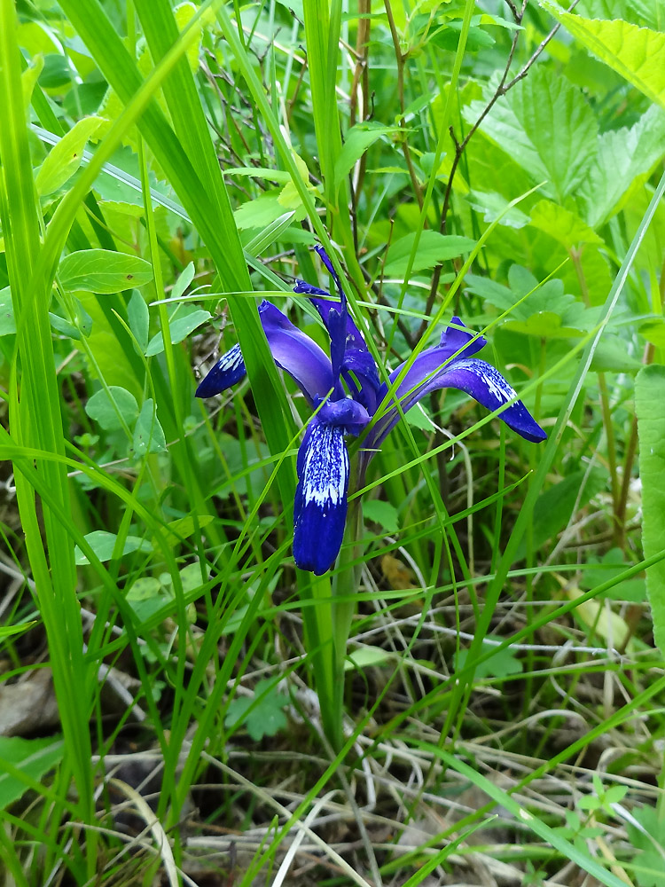 Изображение особи Iris ruthenica.