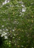 Carpinus japonica. Часть кроны взрослого растения. Германия, г. Дюссельдорф, Ботанический сад университета. 14.08.2013.