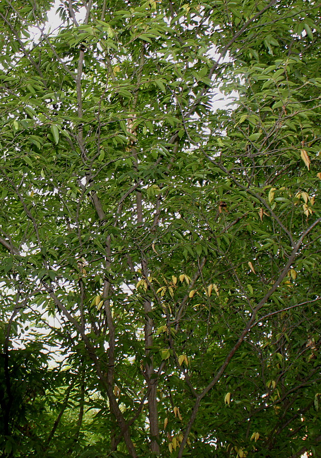 Image of Carpinus japonica specimen.
