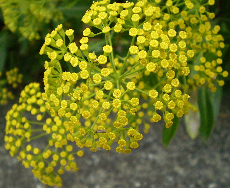 Image of Bupleurum fruticosum specimen.