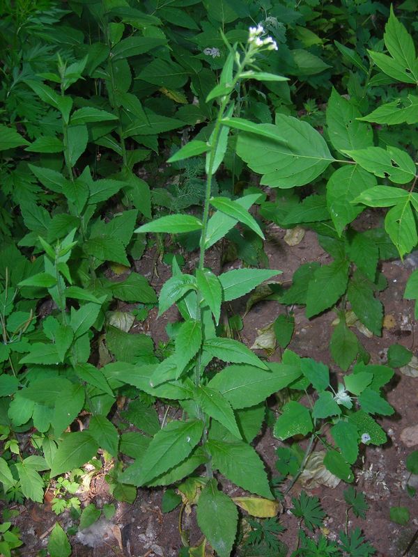 Изображение особи Arabis pendula.