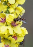 Verbascum nigrum. Часть соцветия с кормящейся журчалкой (Episyrphus balteatus). Ленинградская обл., Ломоносовский р-н, Копорье, опушка лиственного леса. 21.09.2013.