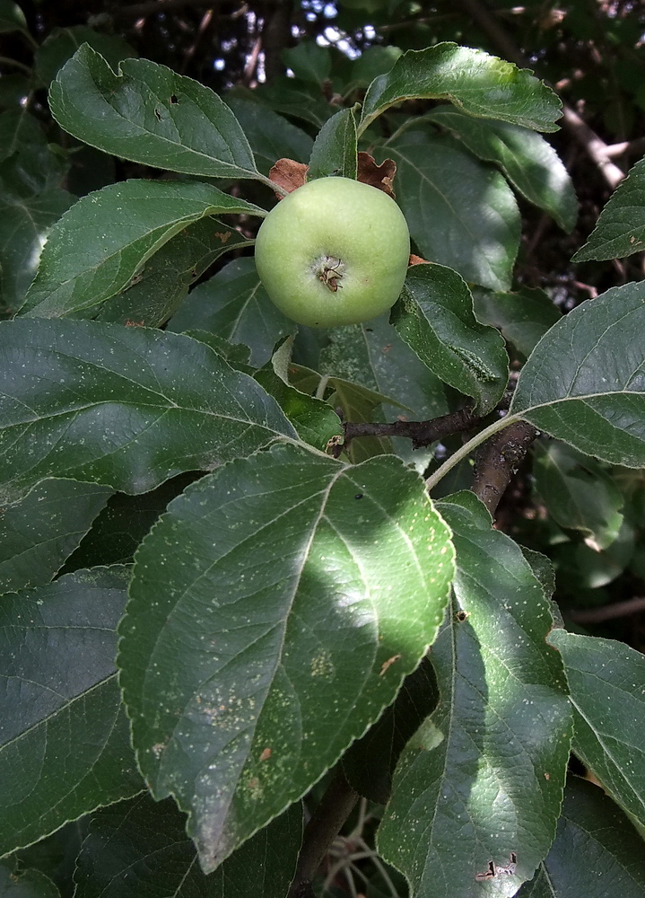 Изображение особи Malus sylvestris.