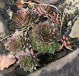 род Sempervivum. Вегетирующие растения. Германия, г. Дюссельдорф, Ботанический сад университета. 02.03.2014.