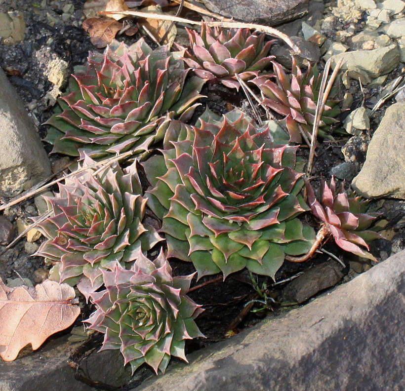 Изображение особи род Sempervivum.