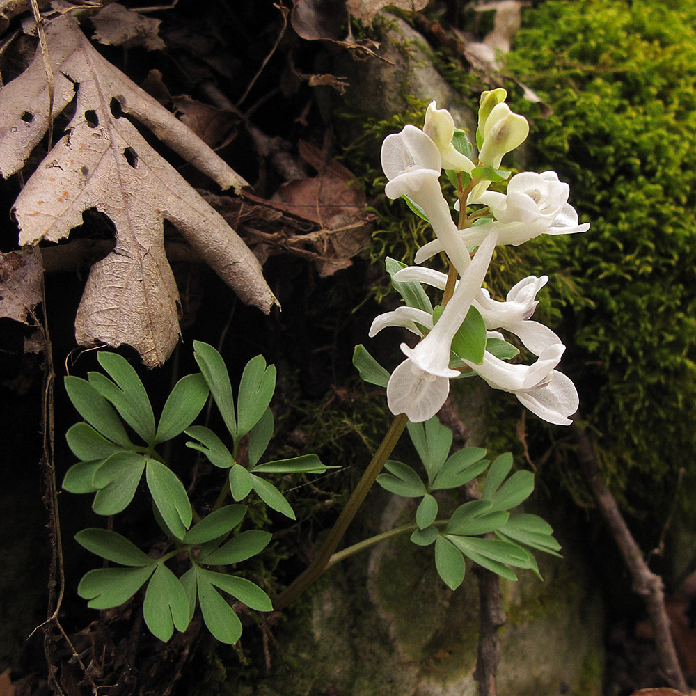 Image of Corydalis teberdensis specimen.