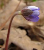 Hepatica nobilis. Распускающийся цветок. Беларусь, г. Гродно, лесомассив Пышки. 22.03.2014.