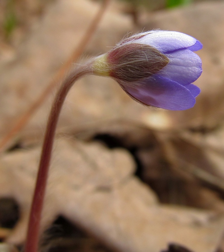 Изображение особи Hepatica nobilis.