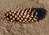 genus Picea