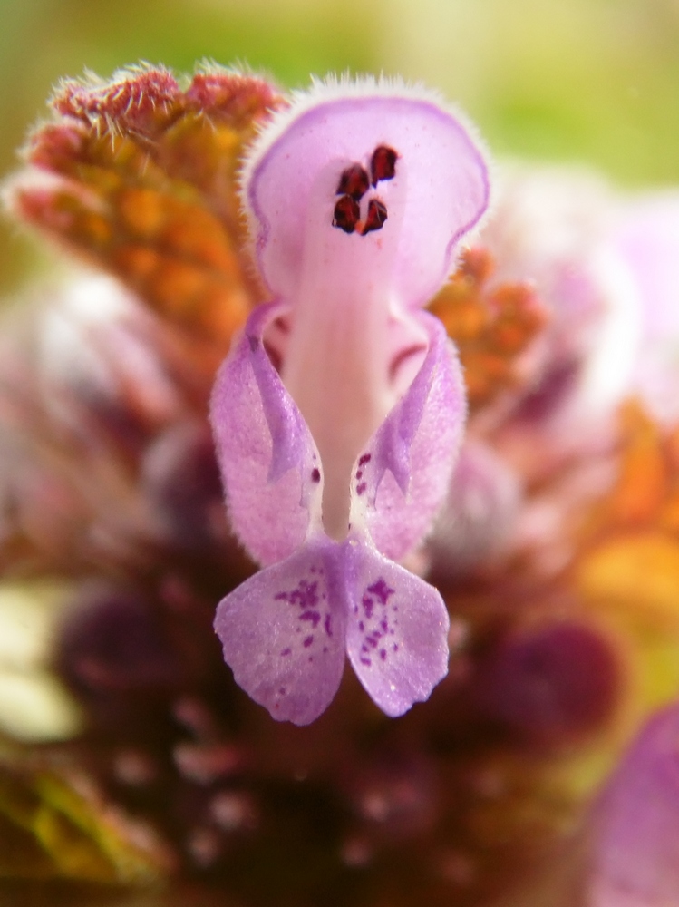 Image of Lamium purpureum specimen.