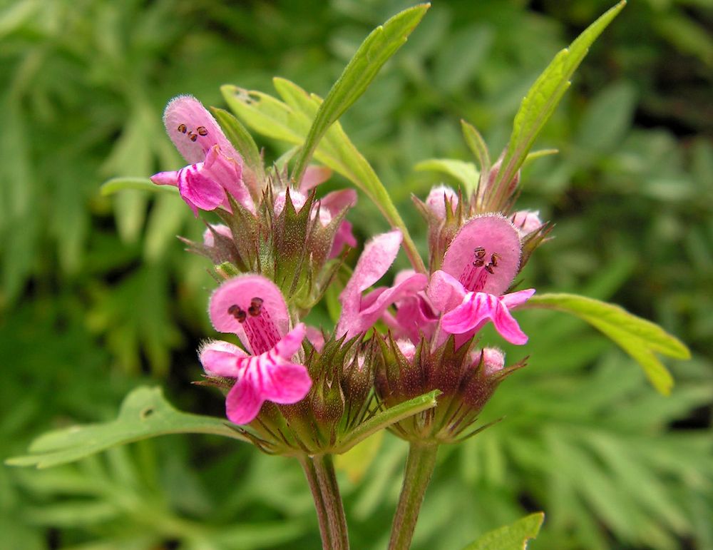 Изображение особи Leonurus japonicus.