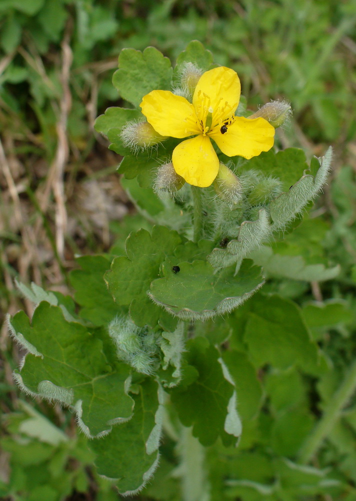 Изображение особи Chelidonium majus.