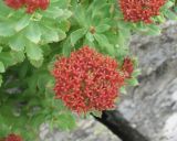 Rhodiola rosea