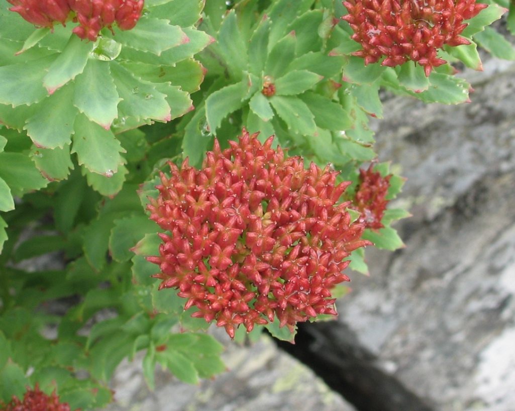 Image of Rhodiola rosea specimen.