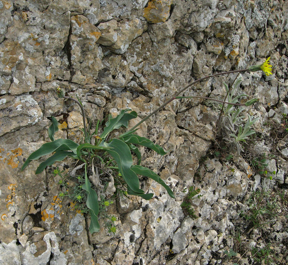 Image of Scorzonera crispa specimen.