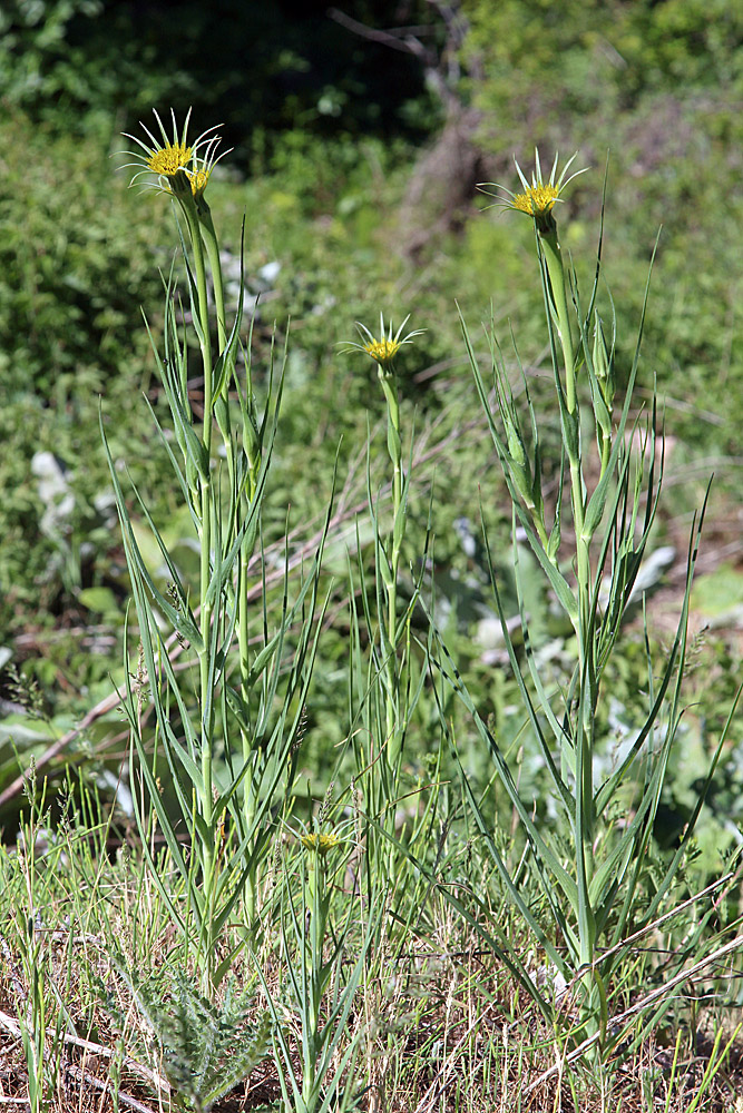 Изображение особи Tragopogon capitatus.