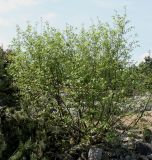 Duschekia alnobetula. Плодоносящее растение. Германия, г. Дюссельдорф, Ботанический сад университета. 04.05.2014.