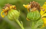 Senecio argunensis