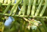 Torreya nucifera. Средняя часть побега с развивающимися шишками (у хвоинок видна их нижняя сторона). Германия, г. Дюссельдорф, Ботанический сад университета. 04.05.2014.