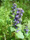 Ajuga genevensis. Соцветие. Ставропольский край, г. Кисловодск, территория санатория им. М. Горького, на газоне. 22.05.2014.