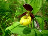 Cypripedium calceolus