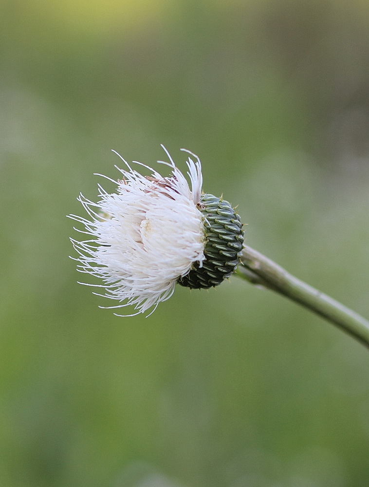 Image of Cirsium canum specimen.