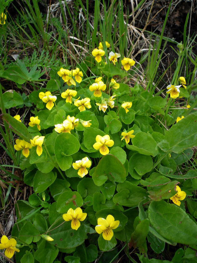 Image of Viola biflora specimen.