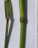 Festuca sclerophylla