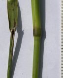 Image of taxon representative. Author is Сергей Банкетов