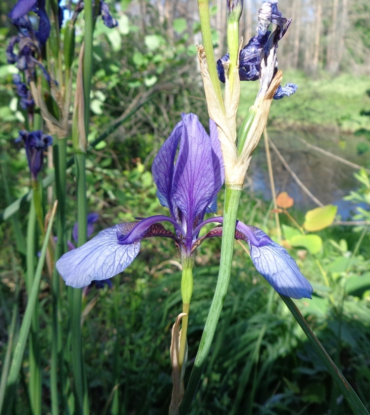 Изображение особи Iris sibirica.