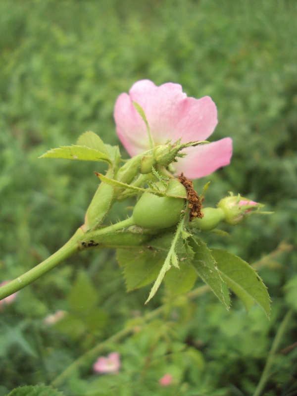 Изображение особи Rosa rubiginosa.