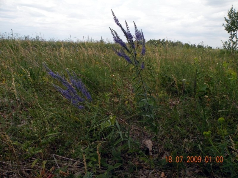 Image of Veronica spuria specimen.