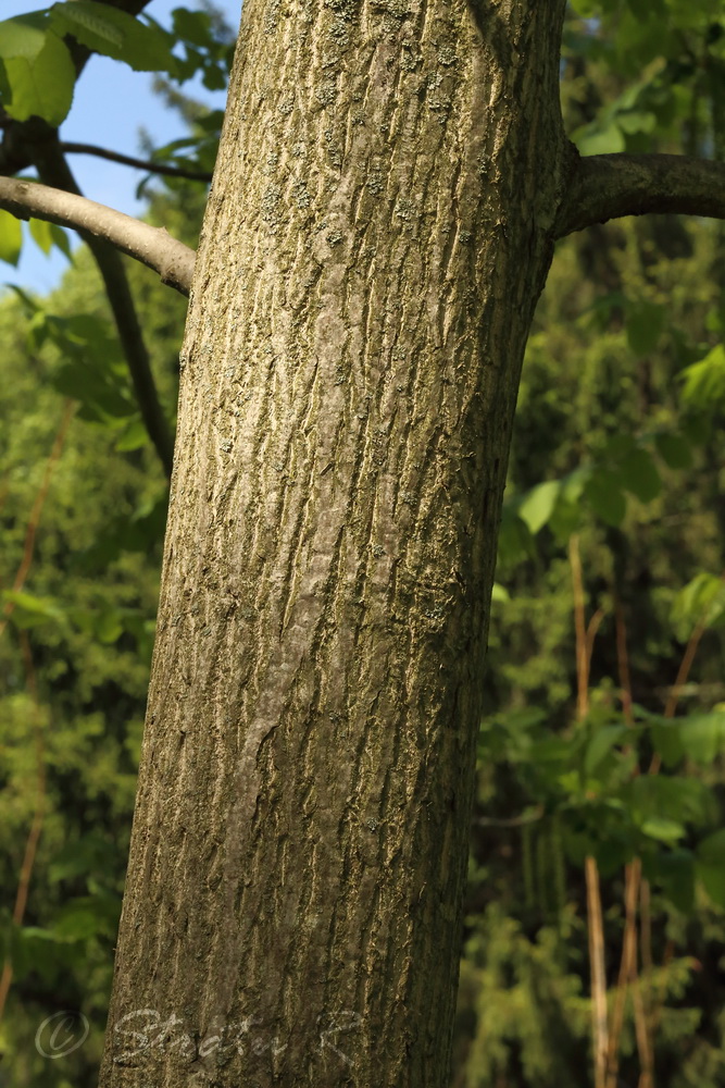 Изображение особи Juglans cinerea.