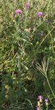 Centaurea jacea. Цветущее растение. Молдова, мун. Кишинев, окр. с. Гидигич. 10.08.2014.