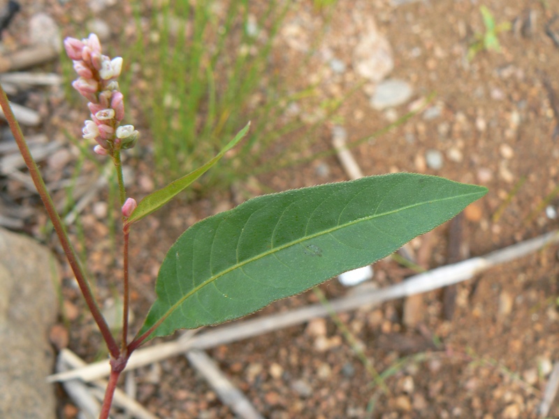 Изображение особи Persicaria maculosa.