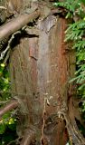 Thuja koraiensis. Средняя часть ствола и основания ветвей. Германия, г. Дюссельдорф, Ботанический сад университета. 03.07.2014.