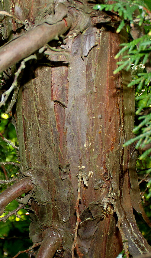 Image of Thuja koraiensis specimen.